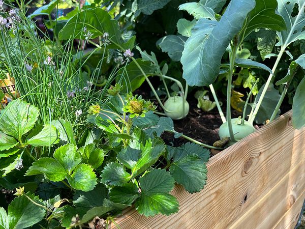 Gemüse und Früchte im Hochbeet